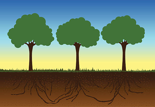 Tree Roots Connected Vector 660+ Tree Root Network Stock Illustrations, Royalty-Free Vector ...