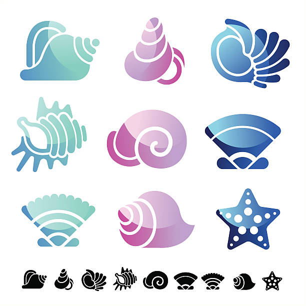 Set of shells Set of sea shells. ZIP includes large JPG (CMYK 4500x4500 px) PNG with transparent background. Global colors used. cassis cornuta stock illustrations