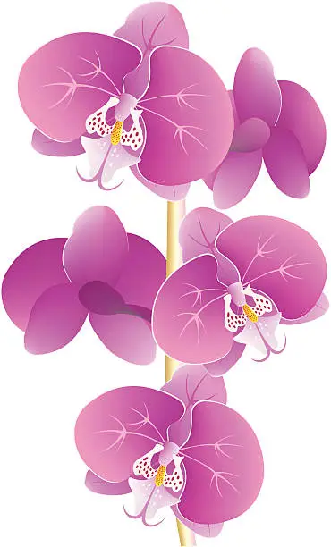 Vector illustration of Orchids in Bloom