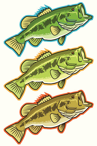 ilustrações, clipart, desenhos animados e ícones de micropterus salmoides ícones de diferentes cores series - black bass illustrations
