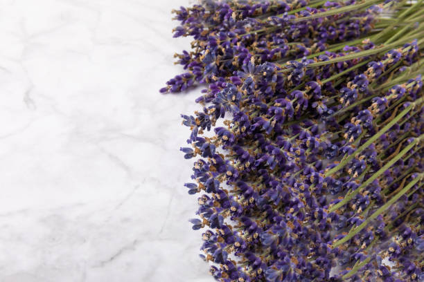 istock Lavender flowers on a  background. Fragrant bouquet. Flat composition. Flatley. Place for text, Place for copy. MOCAP 1656366428
