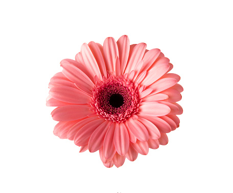 Pink gerber isolated on white background. Spring Flower. Holiday concept.