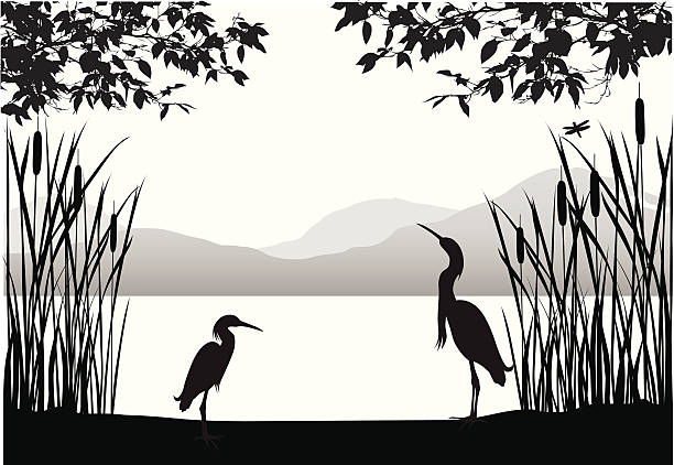 ilustraciones, imágenes clip art, dibujos animados e iconos de stock de garzas'habitat - heron