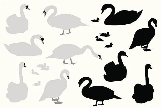 Vector illustration of Swans Vector Silhouette