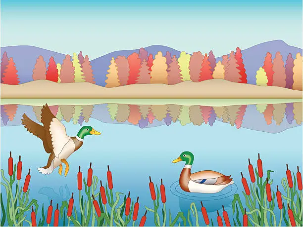 Vector illustration of ducks
