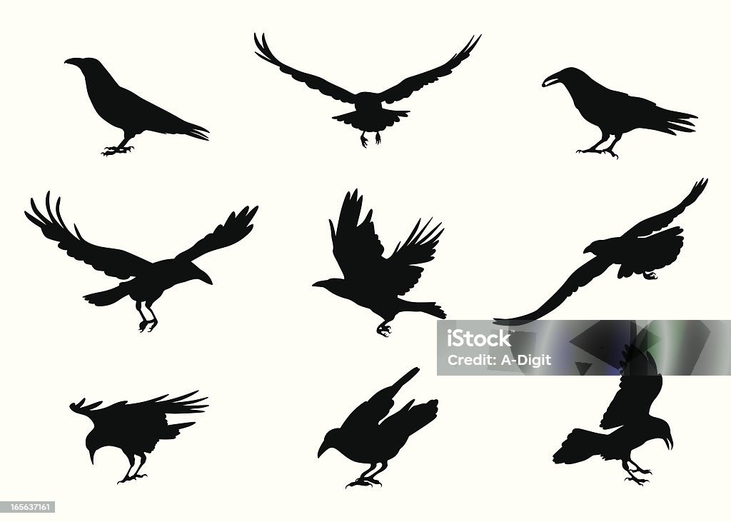 Crow-ing Vector Silhouette A-Digit Crow - Bird stock vector