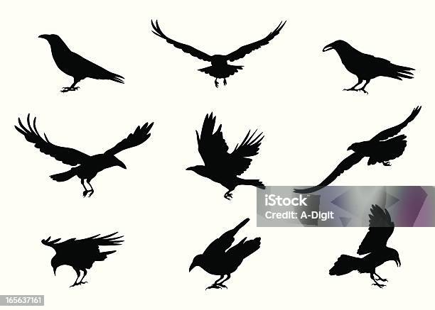 Crowing Vector Silhouette Stock Illustration - Download Image Now - Crow - Bird, Flying, In Silhouette