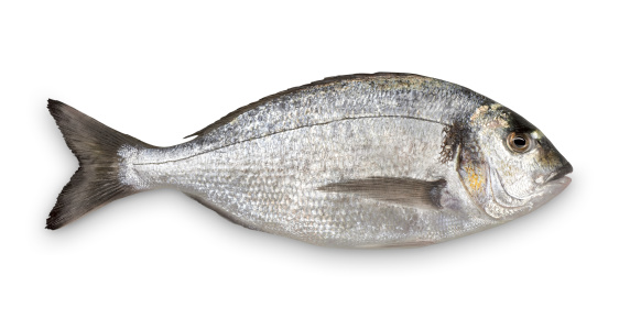 Close-up of fresh Sea Bream against white background