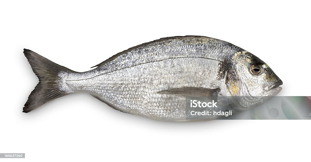 close up of fresh sea bream against white background