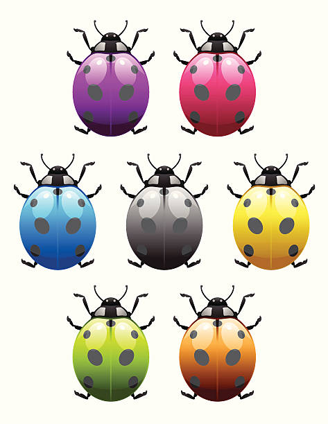 Set Of Colourful Ladybug Insect Icons Complete set of ladybug insect icons in various colours. seven spot ladybird stock illustrations