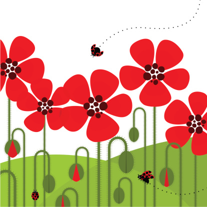 Illustration of red poppies with a ladybug flying by