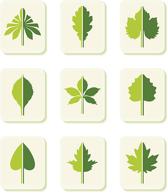 Leaves icons Variable decorative leaves on icons with shadows.  aspen leaf stock illustrations