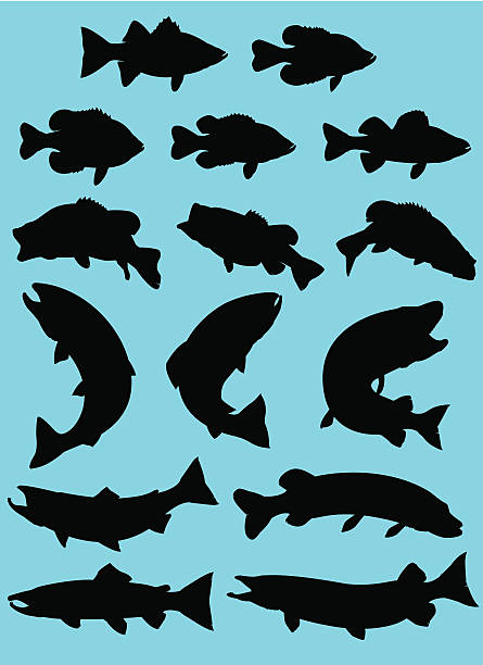 Sport Fish Silhouette silhouette set of popular sport fish and pan fish found in North America. Fully editable vector file.  black sea bass stock illustrations