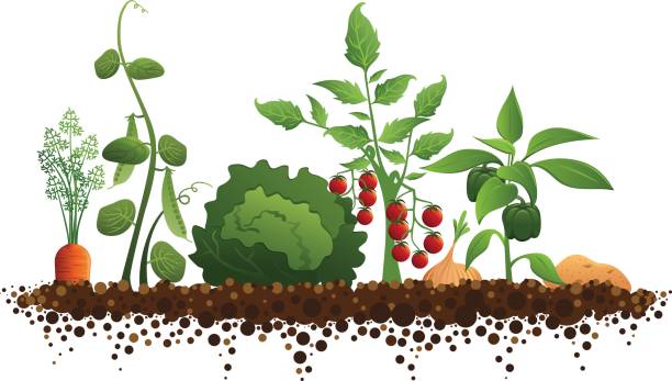 gemüsegarten - gemüsegarten stock-grafiken, -clipart, -cartoons und -symbole