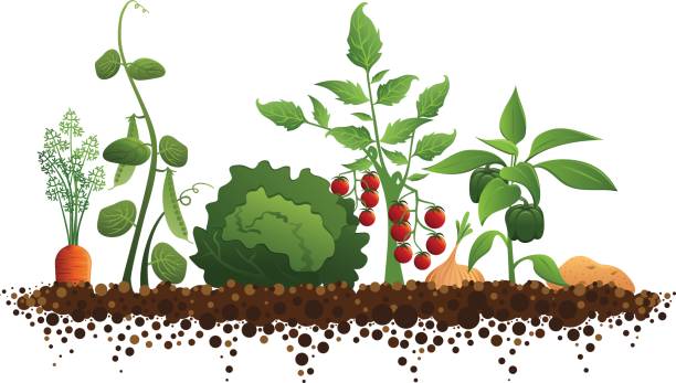 채소 정원 - vegetable plant stock illustrations