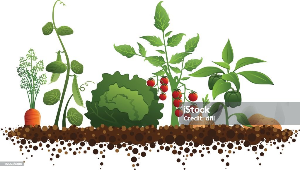 Vegetable Garden Vegetable Garden (carrots, peas, lettuce, tomatoes, onions, peppers, and a potato growing in soil) Vegetable Garden stock vector