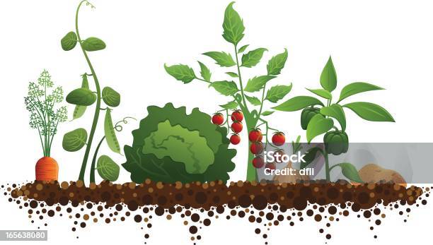Vegetable Garden Stock Illustration - Download Image Now - Vegetable Garden, Vegetable, Dirt