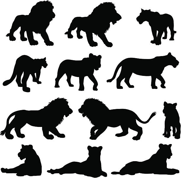 Silhouettes of lions Silhouettes of lions. asian lion stock illustrations