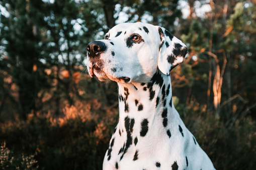 Landscape portrait of cute Dalmatian dog with black spots standing in forest during sunset