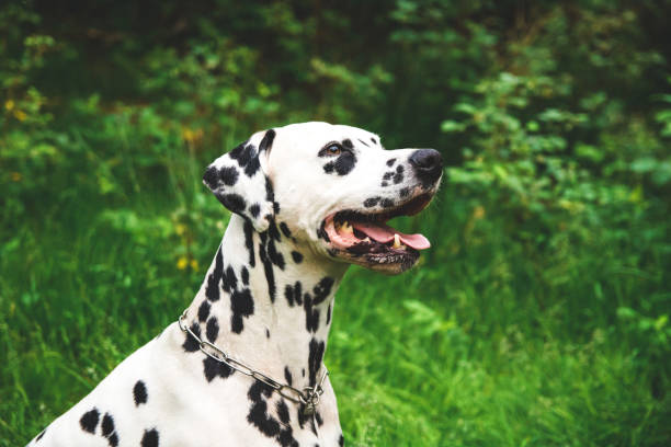 istock Cute smiling Dalmatian dog standing in forest 1656382376