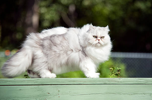 배부른 자본가 - animal fur domestic cat persian cat 뉴스 사진 이미지