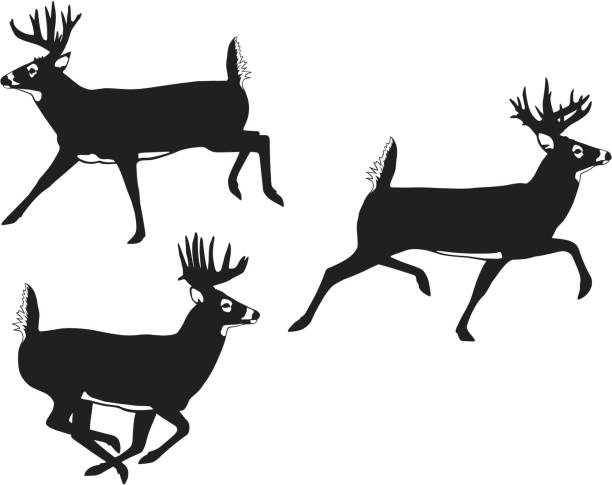 Course de Whitetail Bucks - Illustration vectorielle