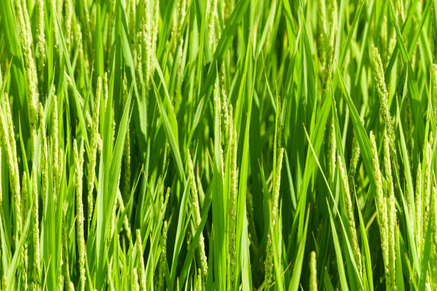 istock Young rice in the rice paddies. Not yet ready for harvest. 1656389885