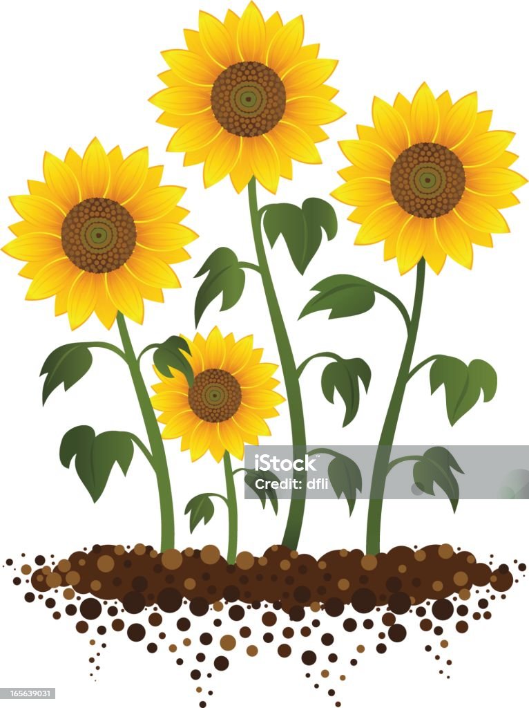 Sunflower Garden Stock Illustration - Download Image Now - Sunflower,  Vector, Illustration - iStock