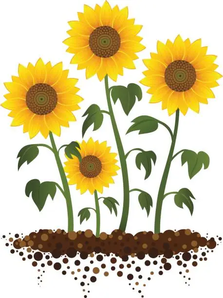 Vector illustration of Sunflower Garden