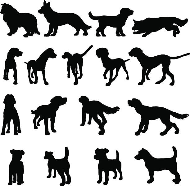 hund rasse silhouetten - golden retriever retriever white background isolated stock-grafiken, -clipart, -cartoons und -symbole