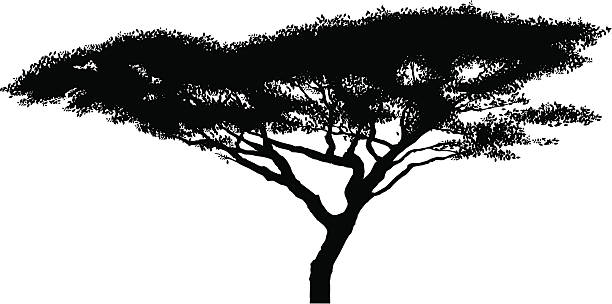 African acacia tree silhouette A flat-topped acacia tree from the Serengeti in Tanzania (Acacia abyssinica). acacia tree stock illustrations