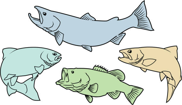 ilustrações, clipart, desenhos animados e ícones de salmão, truta e bass - black bass illustrations