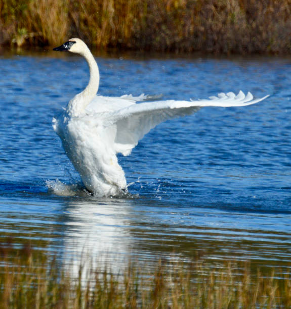 istock Trumpeter Swan landing in an Alaskan pond 1656402155