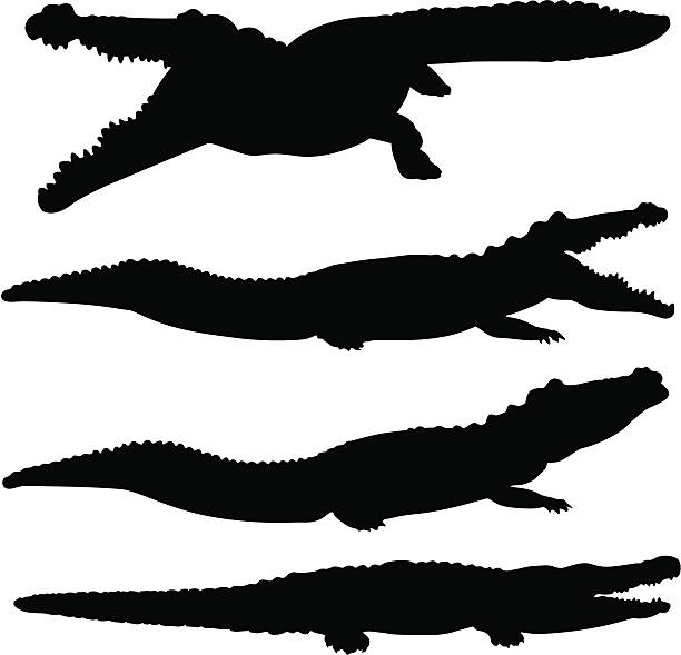 illustrations, cliparts, dessins animés et icônes de alligator, crocodile et silhouette ensemble - alligator white background crocodile reptile