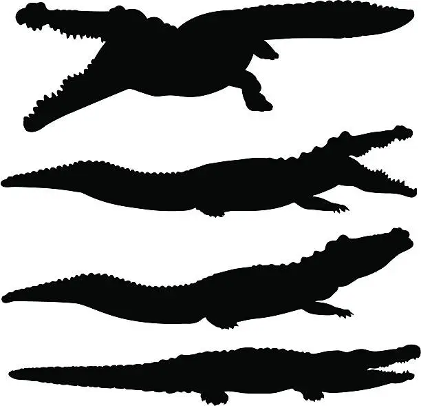 Vector illustration of Crocodile and alligator silhouette set