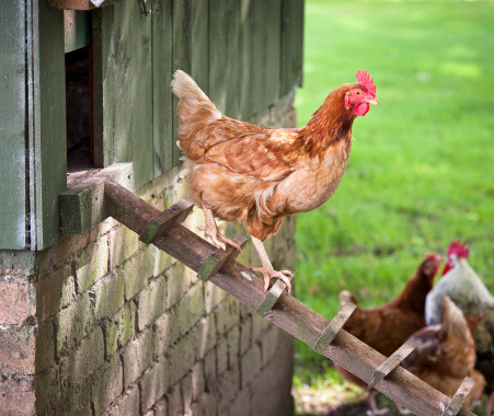 A free range hen walking down a wooden ladder from a henhouse to join the other chickens.