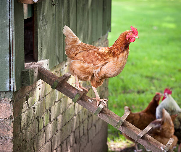 Hen Walking Down from Henhouse A free range hen walking down a wooden ladder from a henhouse to join the other chickens. rhode island red chicken stock pictures, royalty-free photos & images