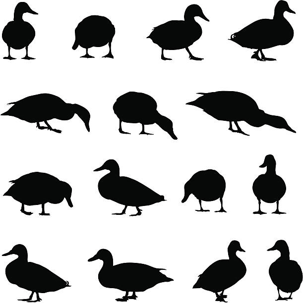 duck silhouette kollektion - erpel stock-grafiken, -clipart, -cartoons und -symbole