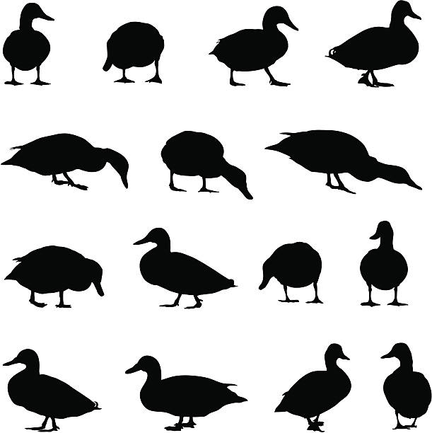 ilustraciones, imágenes clip art, dibujos animados e iconos de stock de colección de silueta de pato - pato macho