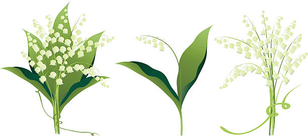 lily of the valley цветы вариантов - four seasons stock illustrations