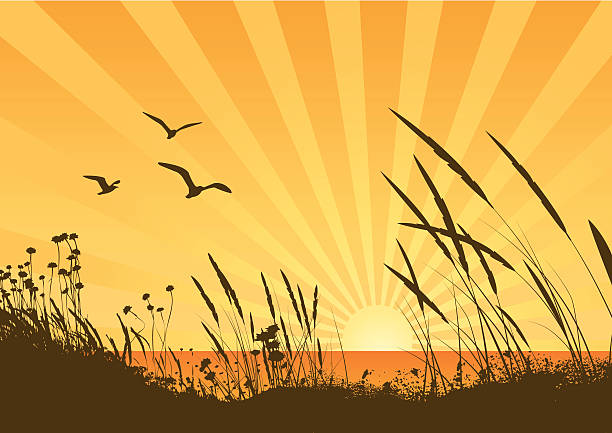 ilustrações de stock, clip art, desenhos animados e ícones de pôr-do-sol - coastline