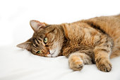 Dosmestic sick cat lying on white bed