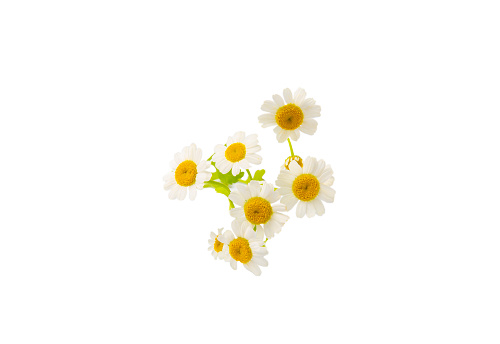 Bouquet of white chamomile isolated on white background. Field chamomile. Spring or summer bloom. Bouquet of fragrant flowers. Botany. Holiday concept.