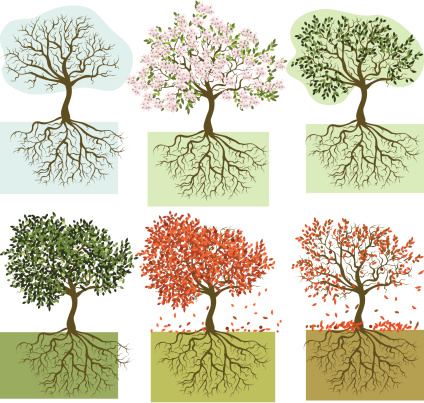 Seasonal trees: winter, spring, summer, autumn