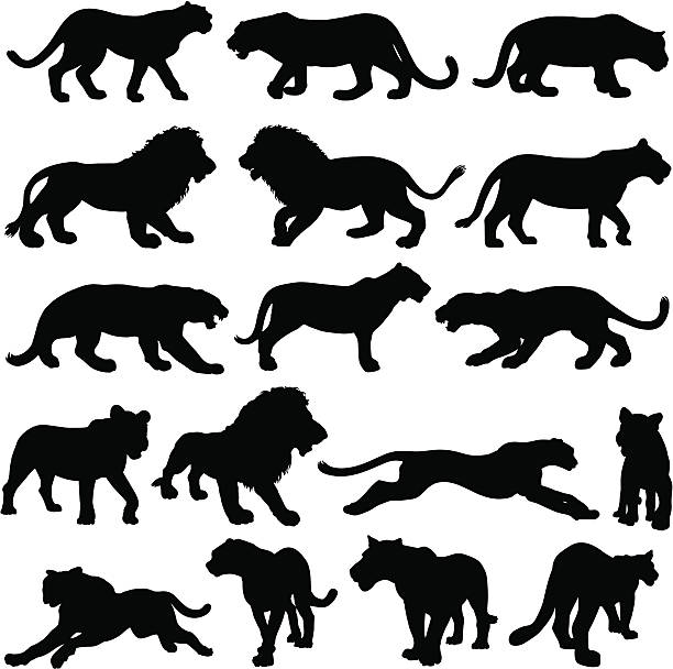 illustrazioni stock, clip art, cartoni animati e icone di tendenza di grande felino silhouette collezione - female animal big cat undomesticated cat feline