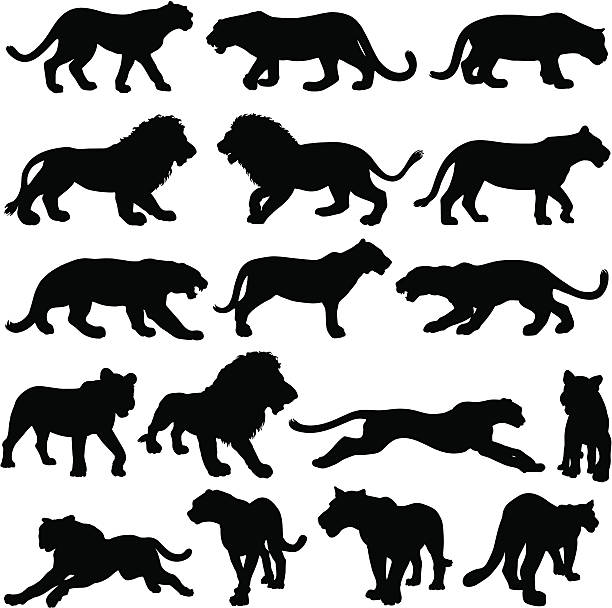 big cat silhouette collection - dişi aslan stock illustrations