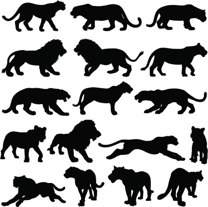 Silhouettes of big cats