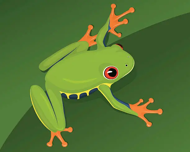 Vector illustration of Red-Eyed Tree Frog