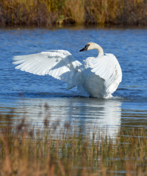 istock Trumpeter Swan flapping her wings in an Alaskan pond 1656419085