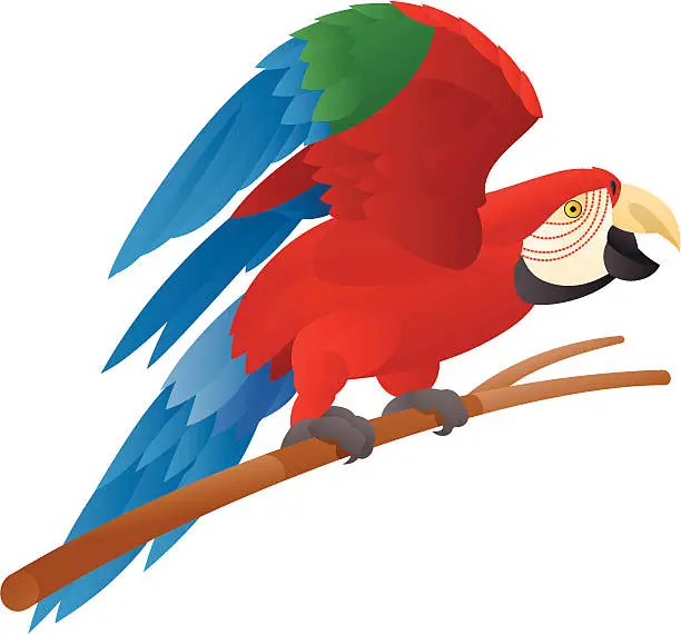 Vector illustration of McCaw Parrot